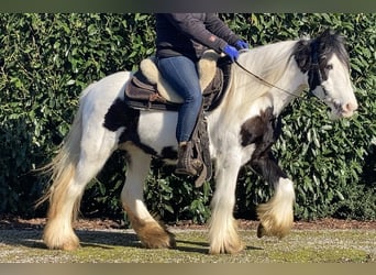 Tinker, Merrie, 7 Jaar, 130 cm, Gevlekt-paard