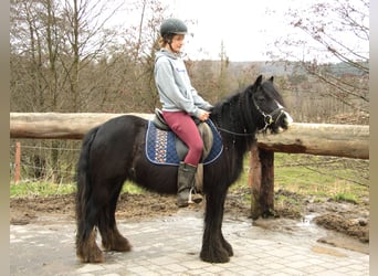 Tinker, Merrie, 7 Jaar, 130 cm, Zwart