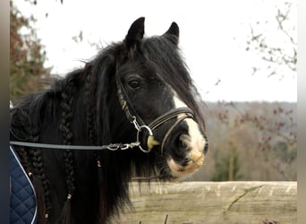 Tinker, Merrie, 7 Jaar, 130 cm, Zwart