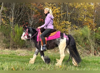 Tinker, Merrie, 7 Jaar, 131 cm, Gevlekt-paard