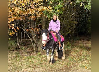 Tinker, Merrie, 7 Jaar, 131 cm, Gevlekt-paard