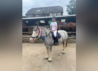 Tinker, Merrie, 7 Jaar, 132 cm, Roan-Blue