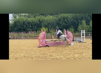 Tinker, Merrie, 7 Jaar, 132 cm, Roan-Blue