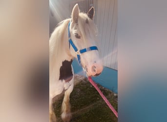 Tinker, Merrie, 7 Jaar, 135 cm, Gevlekt-paard