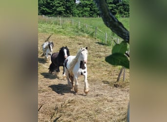 Tinker, Merrie, 7 Jaar, 135 cm, Gevlekt-paard
