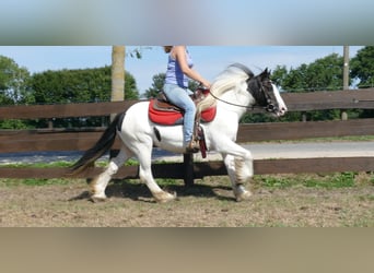 Tinker, Merrie, 7 Jaar, 136 cm, Gevlekt-paard