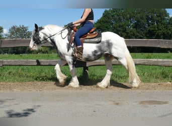 Tinker, Merrie, 7 Jaar, 138 cm, Gevlekt-paard