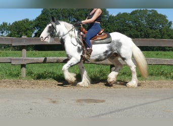 Tinker, Merrie, 7 Jaar, 138 cm, Gevlekt-paard
