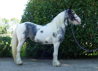 Tinker, Merrie, 7 Jaar, 138 cm, Gevlekt-paard