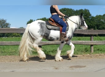 Tinker, Merrie, 7 Jaar, 138 cm, Gevlekt-paard