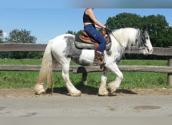 Tinker, Merrie, 7 Jaar, 138 cm, Gevlekt-paard