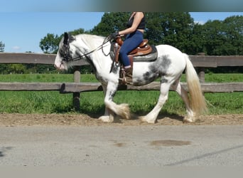 Tinker, Merrie, 7 Jaar, 138 cm, Gevlekt-paard