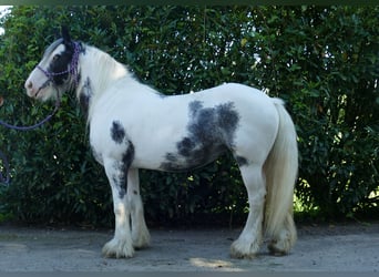 Tinker, Merrie, 7 Jaar, 138 cm, Gevlekt-paard