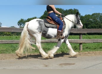 Tinker, Merrie, 7 Jaar, 138 cm, Gevlekt-paard