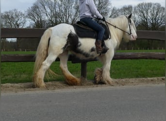 Tinker, Merrie, 7 Jaar, 138 cm, Gevlekt-paard