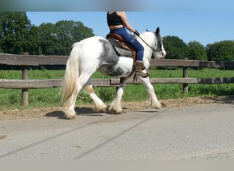 Tinker, Merrie, 7 Jaar, 138 cm, Gevlekt-paard