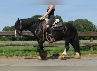 Tinker, Merrie, 7 Jaar, 138 cm, Zwart