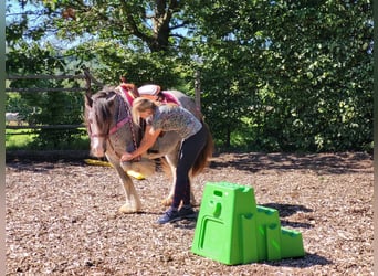 Tinker, Merrie, 7 Jaar, 139 cm, Grullo