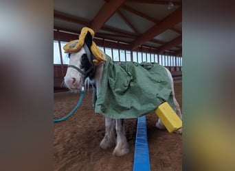 Tinker, Merrie, 7 Jaar, 142 cm, Gevlekt-paard