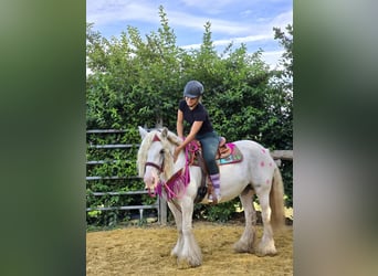 Tinker, Merrie, 7 Jaar, 142 cm, Gevlekt-paard