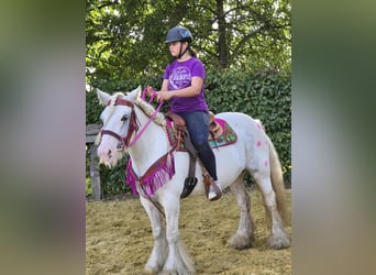 Tinker, Merrie, 7 Jaar, 142 cm, Gevlekt-paard