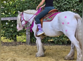 Tinker, Merrie, 7 Jaar, 142 cm, Gevlekt-paard