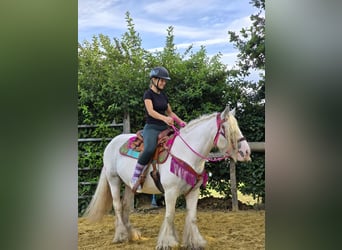 Tinker, Merrie, 7 Jaar, 142 cm, Gevlekt-paard