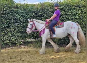 Tinker, Merrie, 7 Jaar, 142 cm, Gevlekt-paard