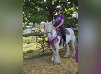 Tinker, Merrie, 7 Jaar, 142 cm, Gevlekt-paard