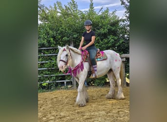 Tinker, Merrie, 7 Jaar, 142 cm, Gevlekt-paard