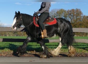 Tinker, Merrie, 7 Jaar, 142 cm, Zwart