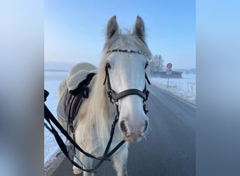 Tinker Mix, Merrie, 7 Jaar, 143 cm, Blauwschimmel