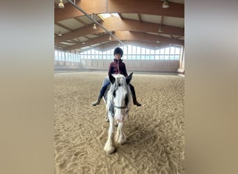 Tinker, Merrie, 7 Jaar, 144 cm, Gevlekt-paard