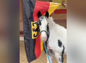 Tinker, Merrie, 7 Jaar, 144 cm, Gevlekt-paard