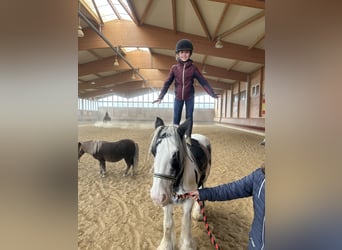 Tinker, Merrie, 7 Jaar, 144 cm, Gevlekt-paard