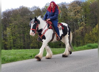 Tinker, Merrie, 7 Jaar, 145 cm, Gevlekt-paard
