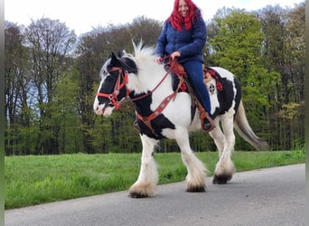 Tinker, Merrie, 7 Jaar, 145 cm, Gevlekt-paard