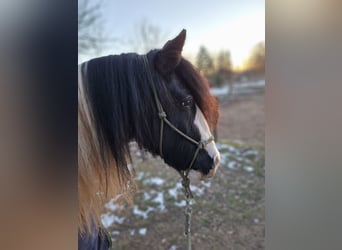 Tinker, Merrie, 7 Jaar, 150 cm, Gevlekt-paard