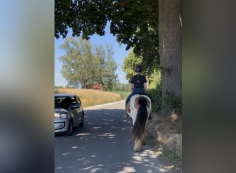 Tinker, Merrie, 7 Jaar, 152 cm, Gevlekt-paard