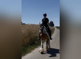Tinker, Merrie, 7 Jaar, 152 cm, Gevlekt-paard