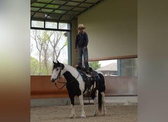 Tinker Mix, Merrie, 7 Jaar, 152 cm, Gevlekt-paard