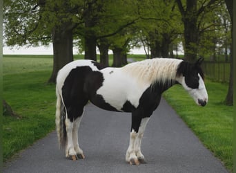 Tinker Mix, Merrie, 7 Jaar, 152 cm, Gevlekt-paard