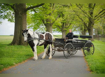 Tinker Mix, Merrie, 7 Jaar, 152 cm, Gevlekt-paard