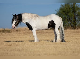 Tinker, Merrie, 7 Jaar, Gevlekt-paard