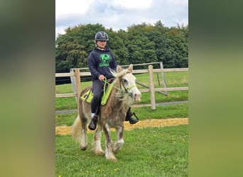 Tinker, Merrie, 7 Jaar, Palomino
