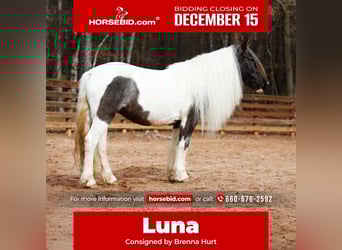 Tinker, Merrie, 7 Jaar, Roan-Blue