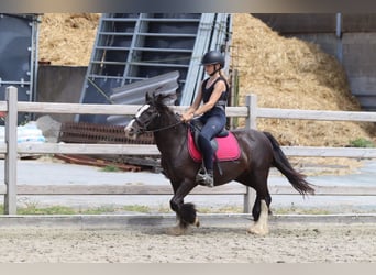 Tinker, Merrie, 8 Jaar, 124 cm, Zwart