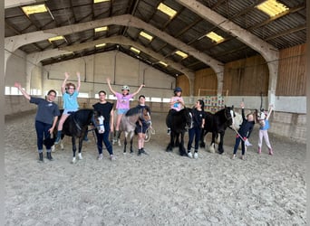 Tinker, Merrie, 8 Jaar, 124 cm, Zwart