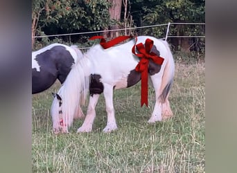 Tinker, Merrie, 8 Jaar, 126 cm, Gevlekt-paard