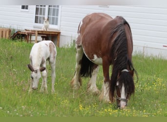 Tinker, Merrie, 8 Jaar, 127 cm, Gevlekt-paard